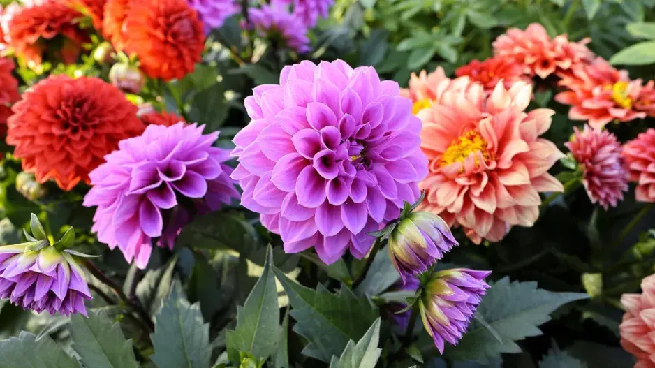 Jiřiny, slunečnice a floxy