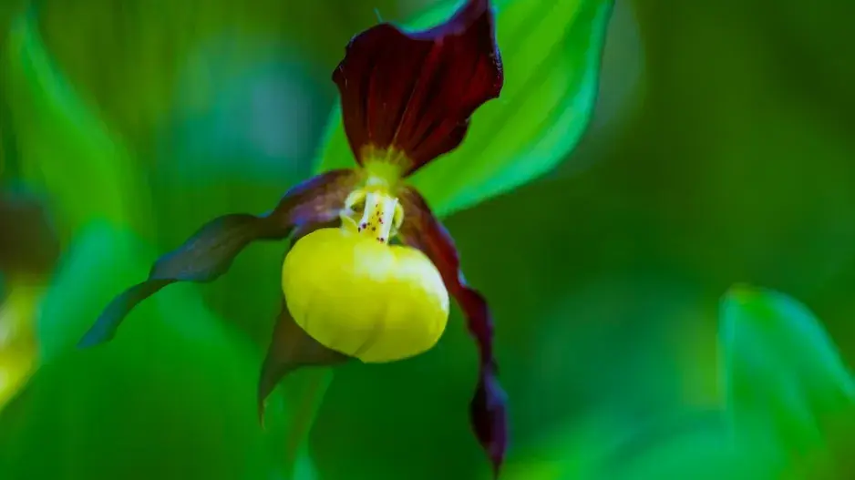 Střevíčník pantoflíček 