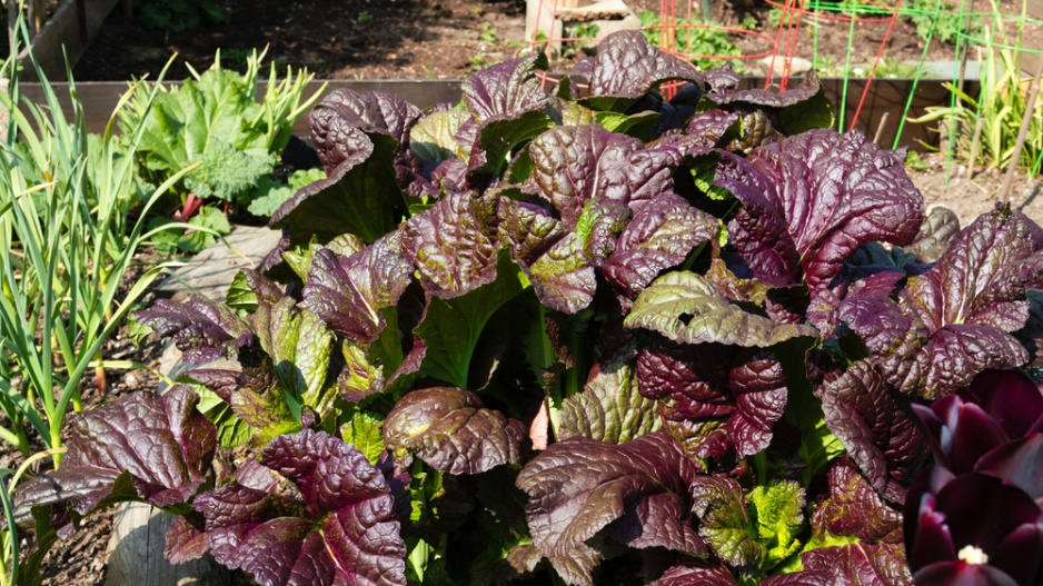 Hořčice červená (Brassica juncea)