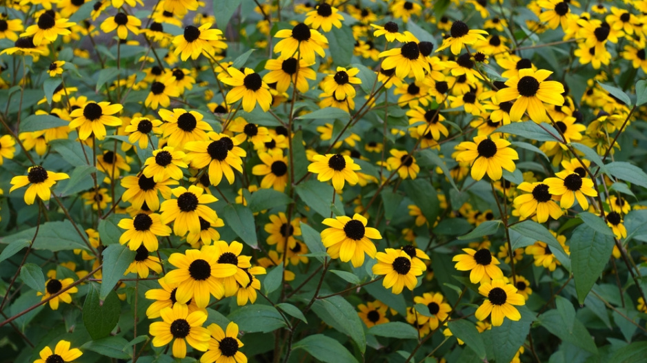 Třapatka trojlaločná (Rudbeckia triloba)