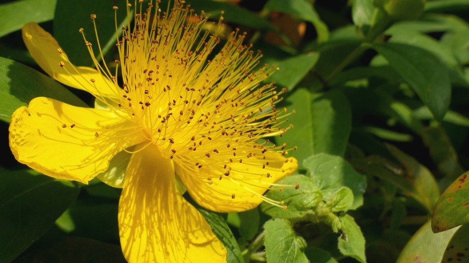 Třezalka kalíškatá (Hypericum calycinum)