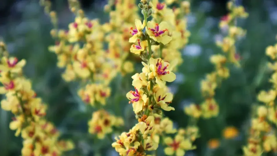 Divizna černá (Verbascum nigrum) 