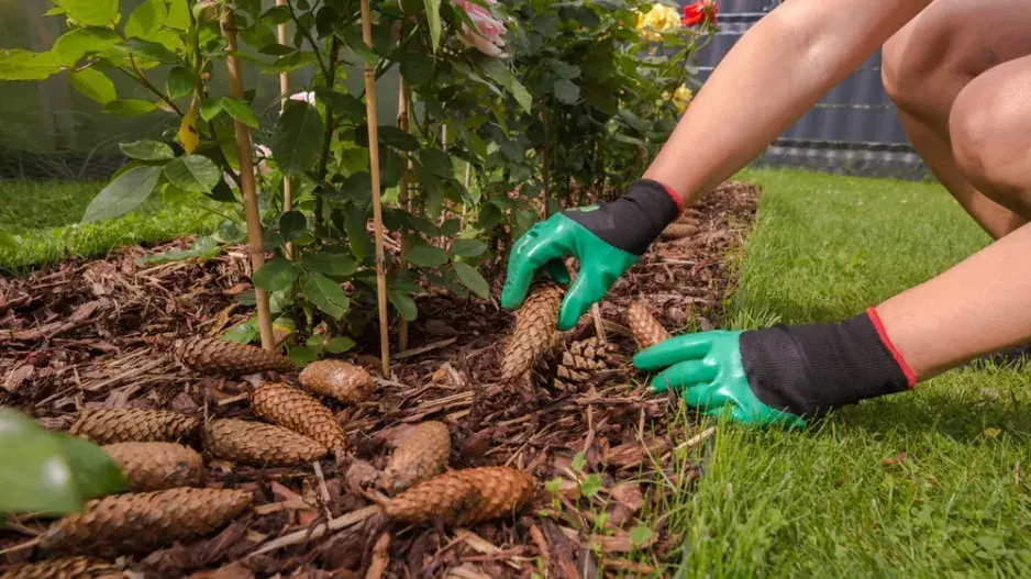 Šišky použijte k hnojení 