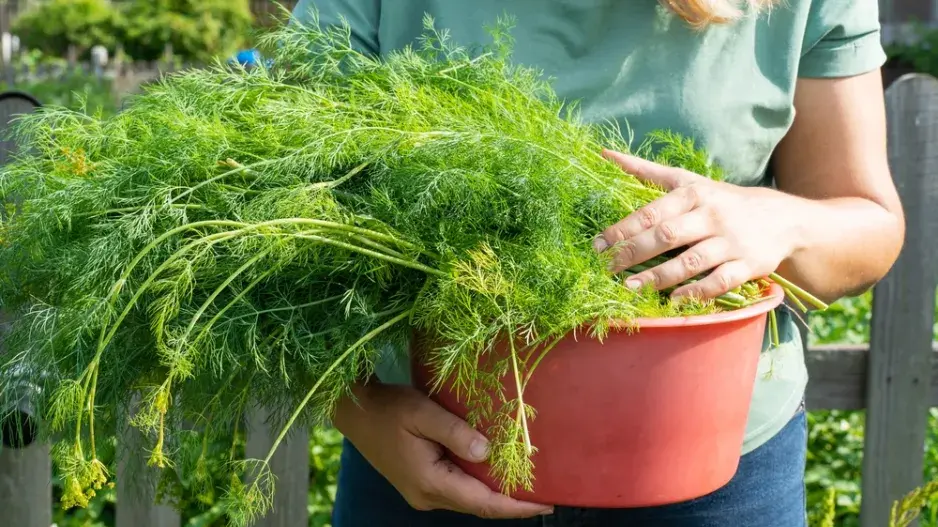 Kopr vonný (Anethum graveolens)