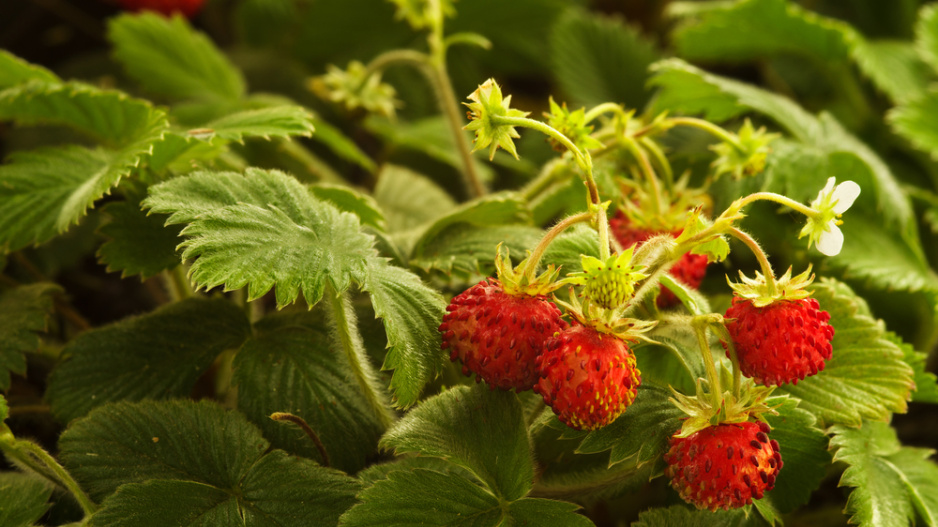 Měsíční jahody (Fragaria vesca var. semperflorens) 
