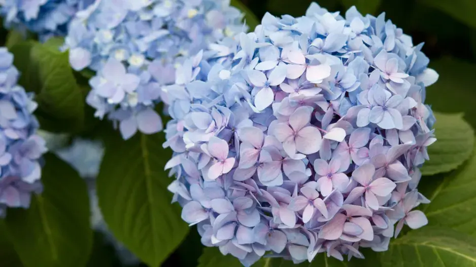 Pěstování modrých hortenzií