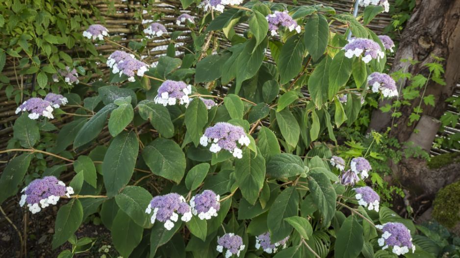 Hortenzie Sargentova (Hydrangea aspera ssp. sargentiana) 