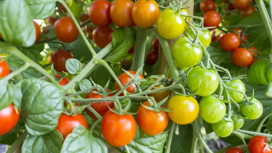 Pěstování rajčat