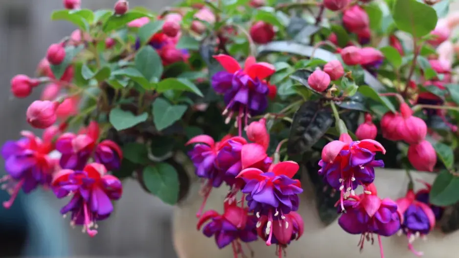 fuchsie