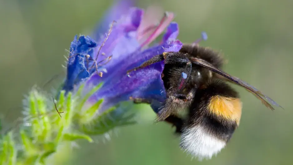 Jak přilákat čmeláky do zahrady