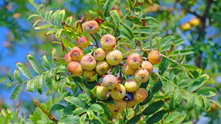 Jeřáb oskeruše (Sorbus domestica) 