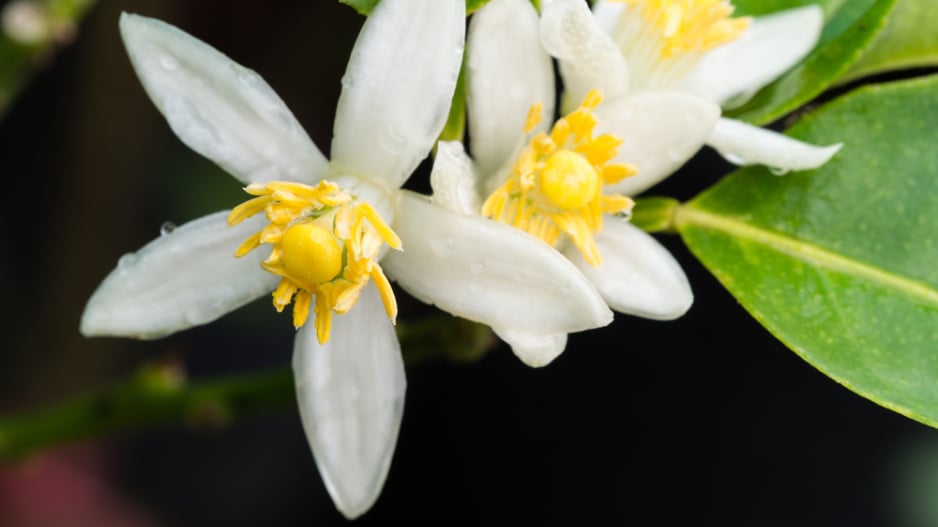 Květy kumquat 