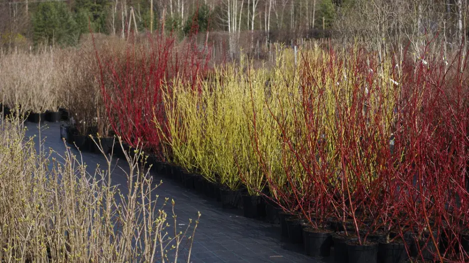 Svída dodá zahradě barvu