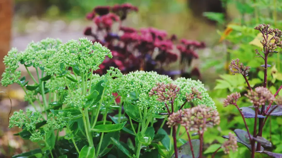 Rozchodníkovce (Hylotelephium) 