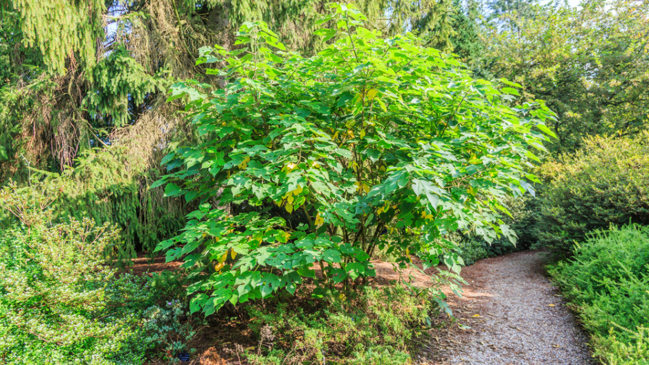 Papírovník čínský (Broussonetia papyrifera)