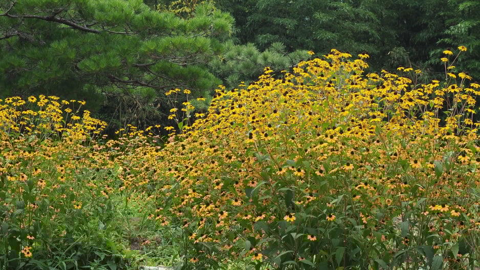 Třapatka trojlaločná (Rudbeckia triloba)