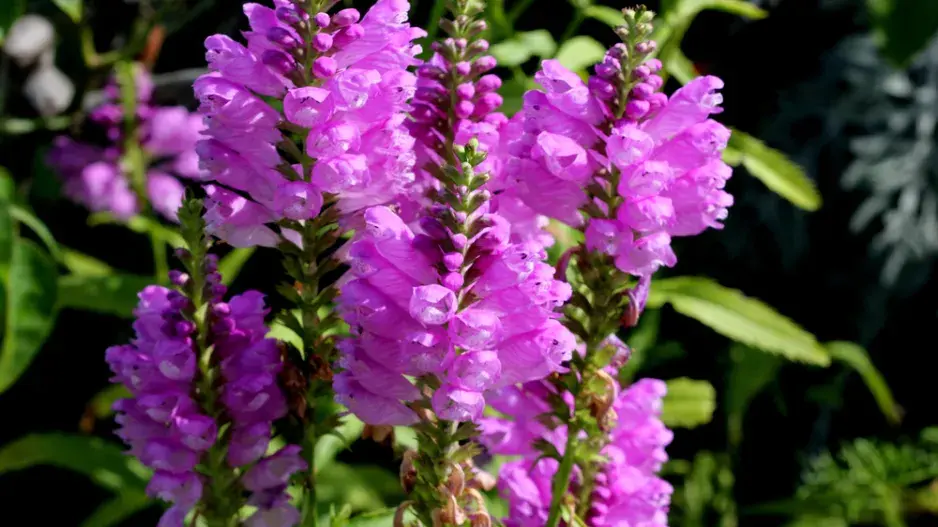 Včelník je krásná trvalka k řezu