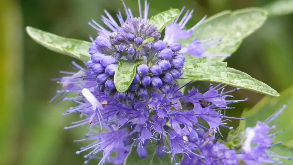 Ořechokřídlec clandonský (Caryopteris × clandonensis)