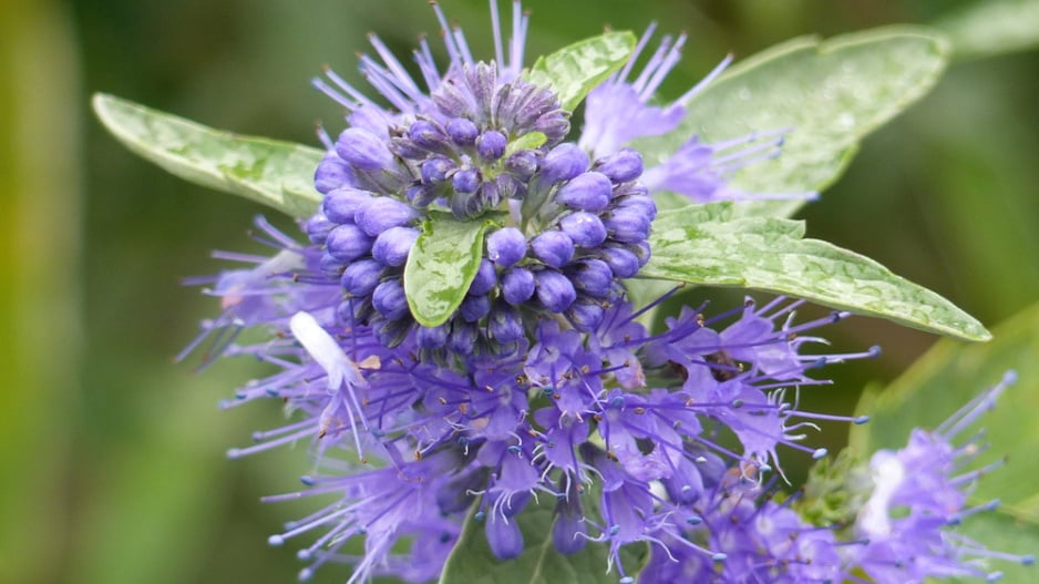 Ořechokřídlec clandonský (Caryopteris × clandonensis) 