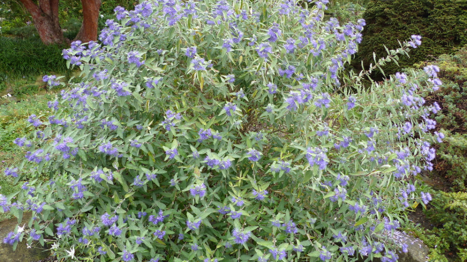 Ořechokřídlec clandonský (Caryopteris × clandonensis)  Ořechokřídlec clandonský (Caryopteris × clandonensis)