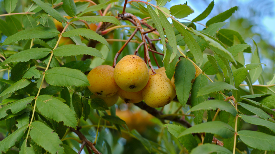Jeřáb oskeruše (Sorbus domestica) 