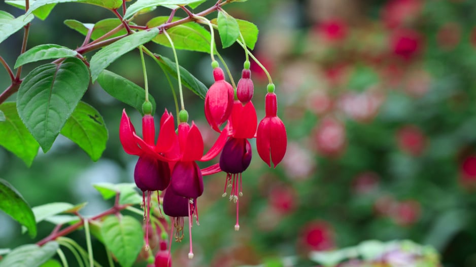 Fuchsie magelánská neboli fuchsie chilská (Fuchsia magellanica)