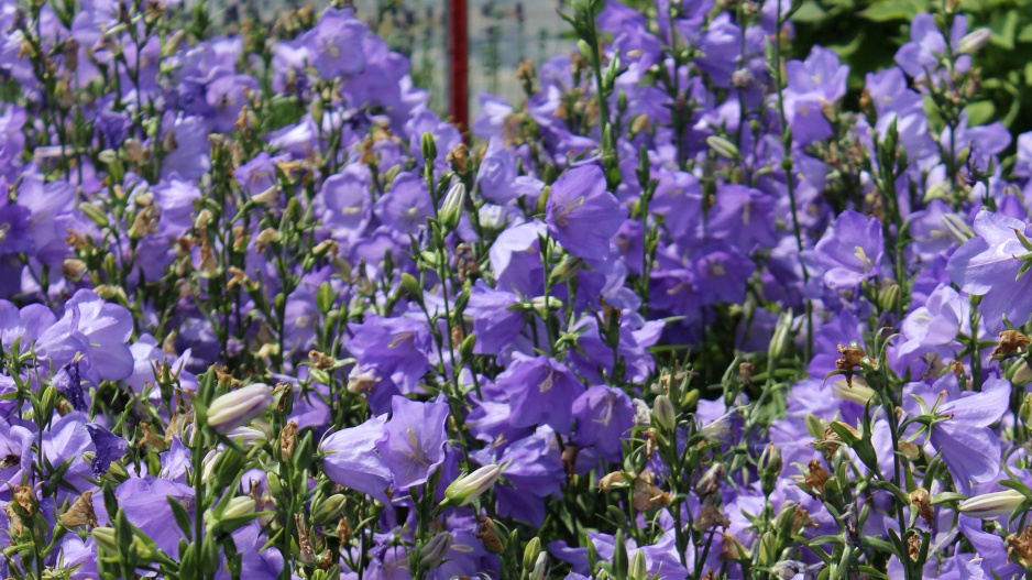 Zvonek broskvolistý (Campanula persicifolia) 