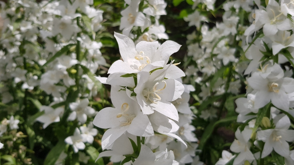 Zvonek broskvolistý (Campanula persicifolia) 
