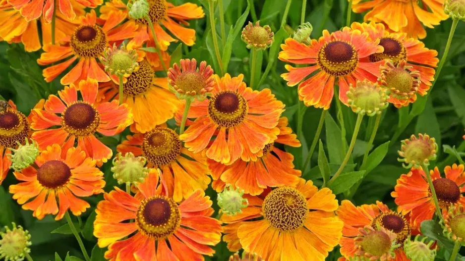 Záplevák (Helenium) 