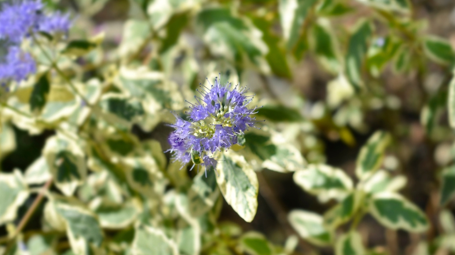 Ořechokřídlec clandonský (Caryopteris × clandonensis)  Ořechokřídlec clandonský (Caryopteris × clandonensis)