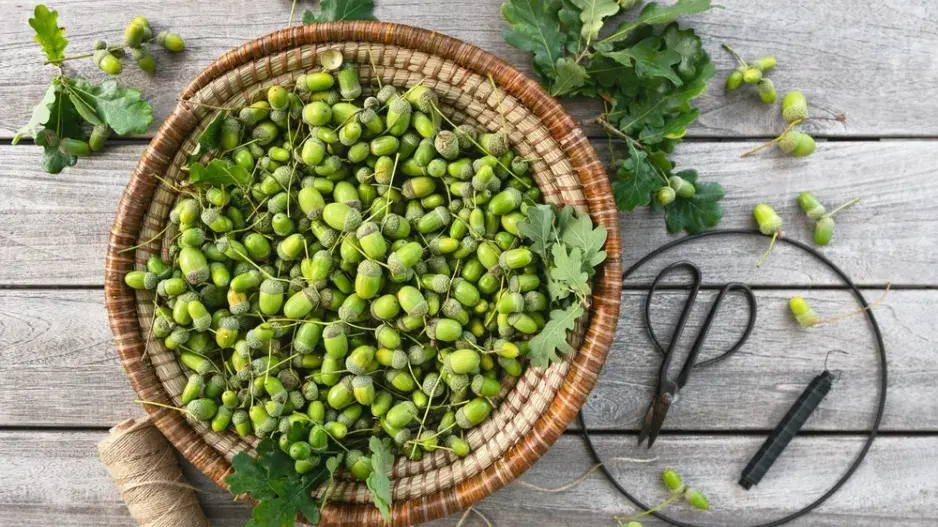 DIY podzimní věnec z žaludů DIY podzimní věnec z žaludů