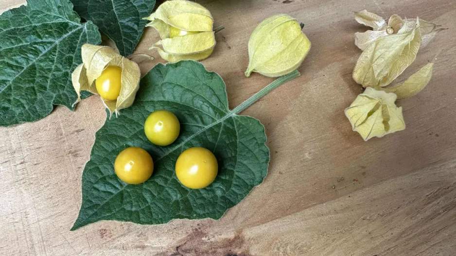 Mochyně peruánská (Physalis peruviana)