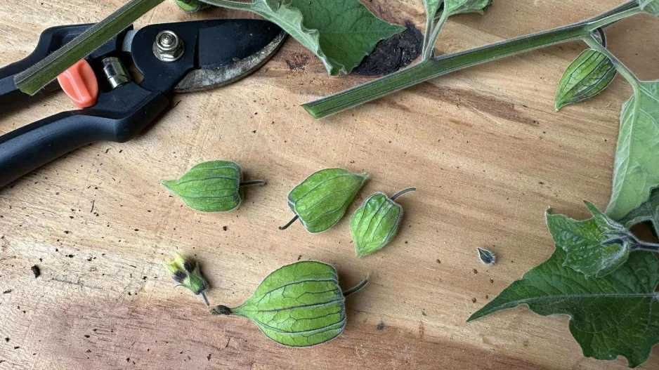 Mochyně peruánská (Physalis peruviana)