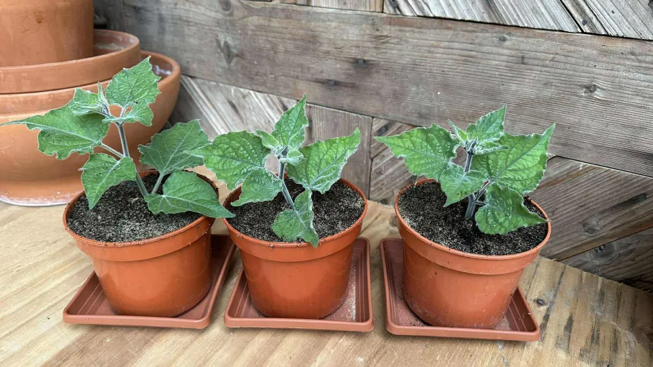 Mochyně peruánská (Physalis peruviana)