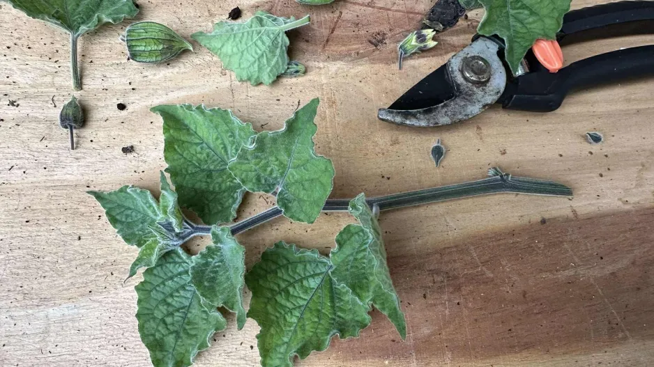 Mochyně peruánská (Physalis peruviana)