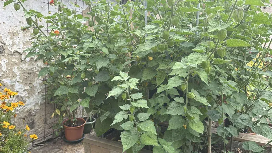 Mochyně peruánská (Physalis peruviana)