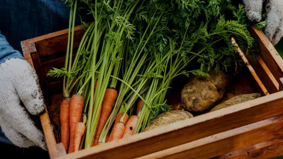Skladování zeleniny 