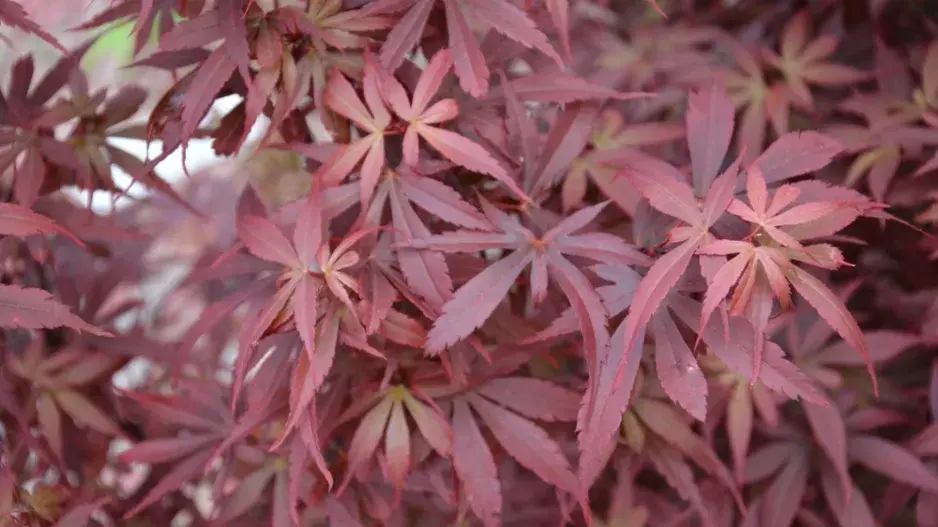 Javor dlanitolistý (Acer palmatum)