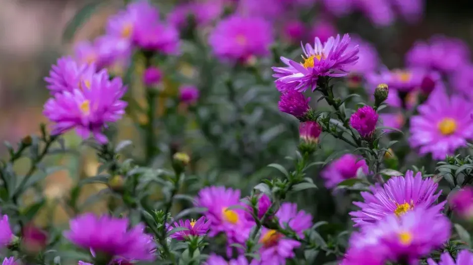 Hvězdnice novoanglická (Aster novae-angliae) Hvězdnice novoanglická (Aster novae-angliae)