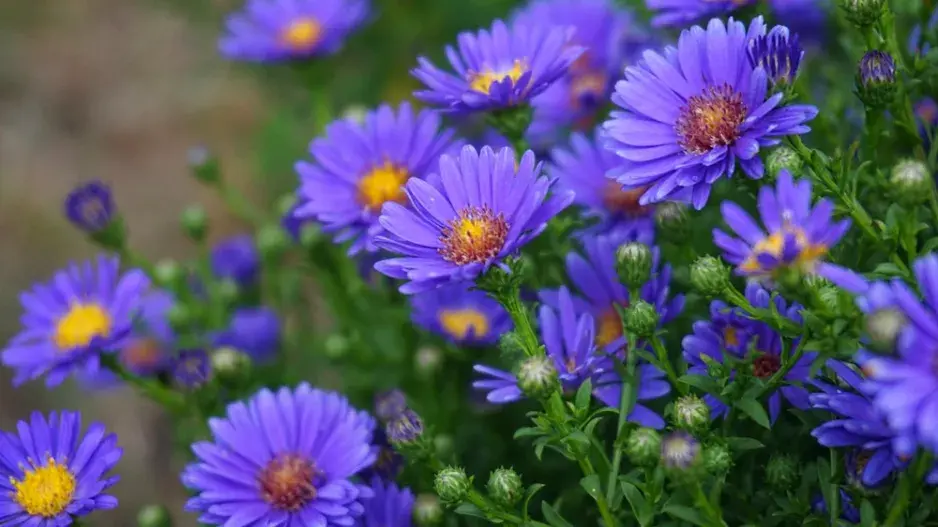 Hvězdnice novoanglická (Aster novae-angliae) Hvězdnice novoanglická (Aster novae-angliae)