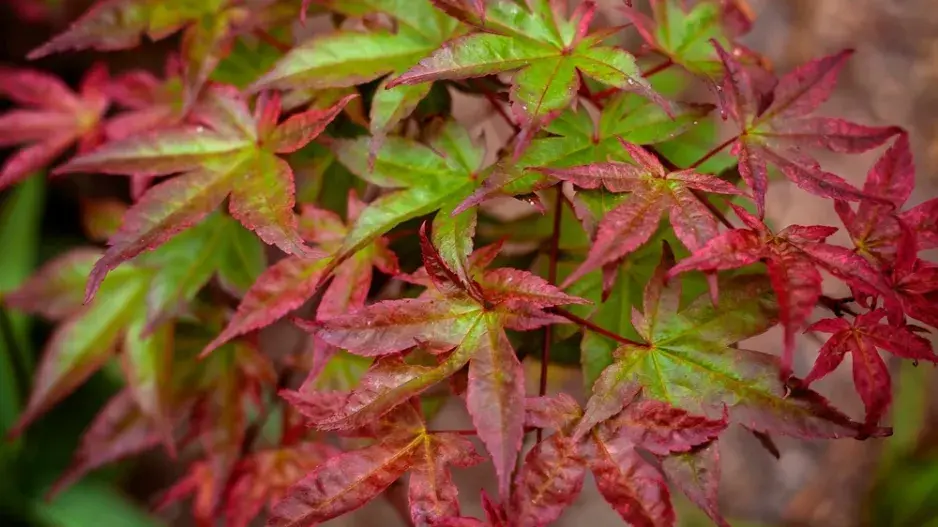 Javor dlanitolistý (Acer palmatum)