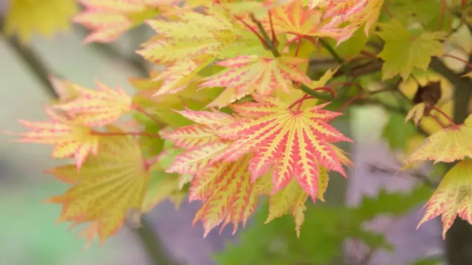 Javor dlanitolistý (Acer palmatum)