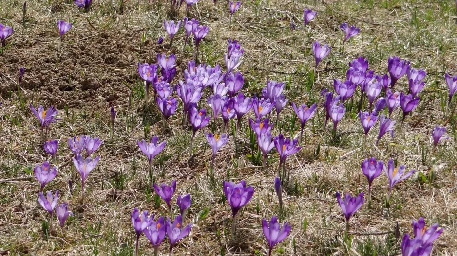 Krokusy a šafrány