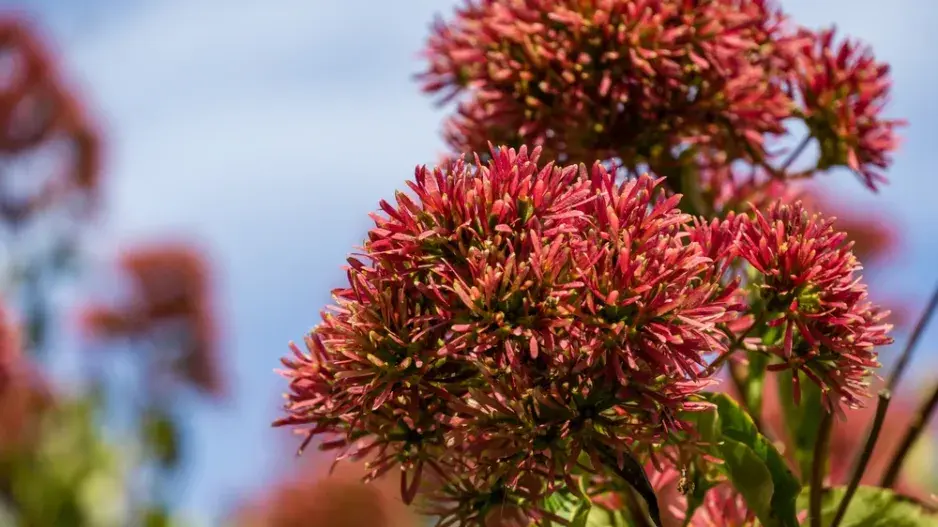 Sedmisyn jasmínovitý (Heptacodium miconioides) 