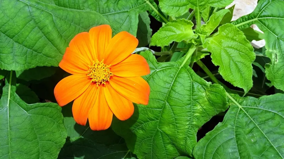 Titónie okrouhlolistá (Tithonia rotundifolia)