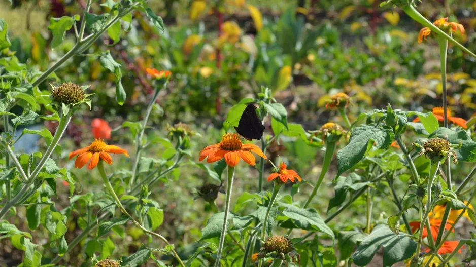 Titónie okrouhlolistá (Tithonia rotundifolia)