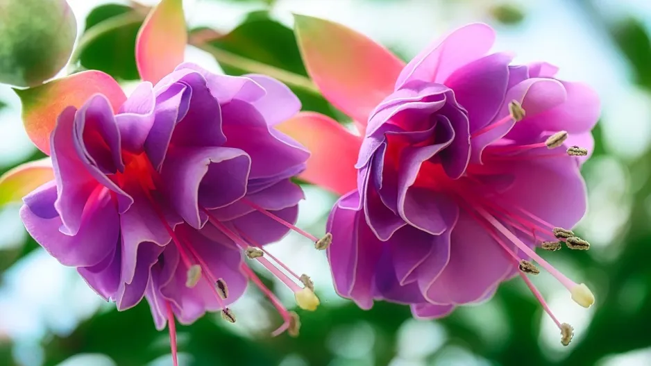 Fuchsie 