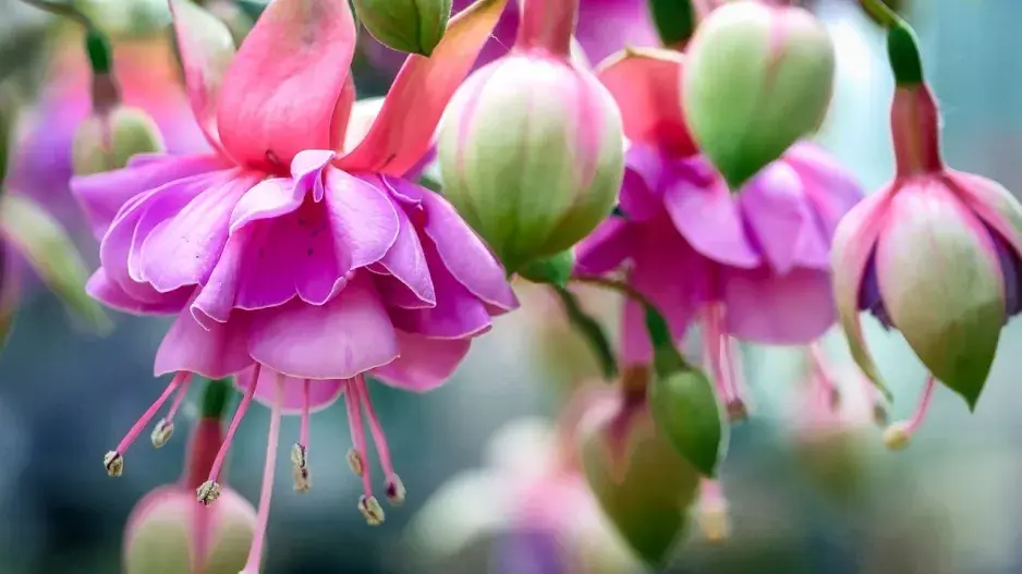 Fuchsie 