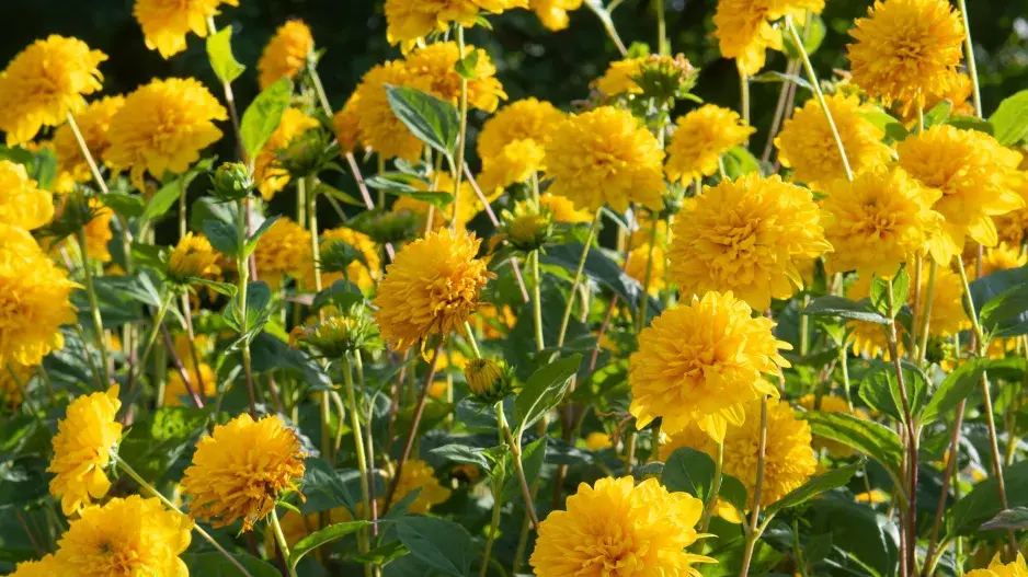 Slunečnice tenkolistá (Helianthus decapetalus) 