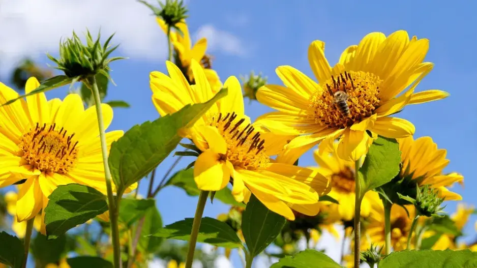 Slunečnice tenkolistá (Helianthus decapetalus) 